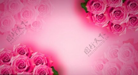 玫瑰花粉红色背景PSD素材图片下载