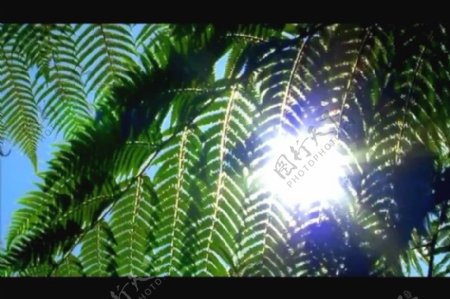 植物背景视频素材素材下载