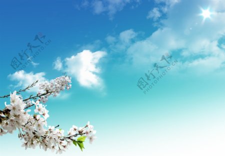 蓝天白云樱花图片