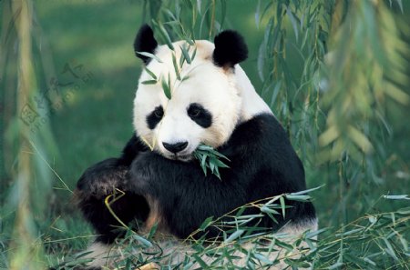 大熊猫系列