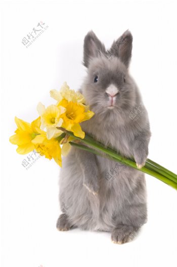 拿着花朵的兔子高清图片