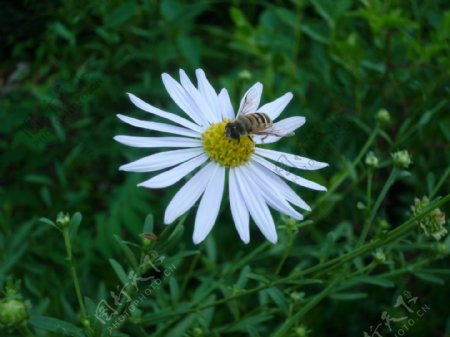 蜜蜂和白色菊花图片
