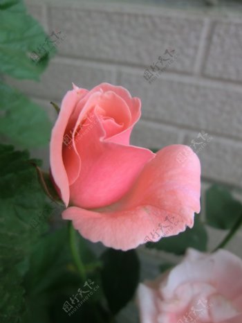 粉红月季花图片