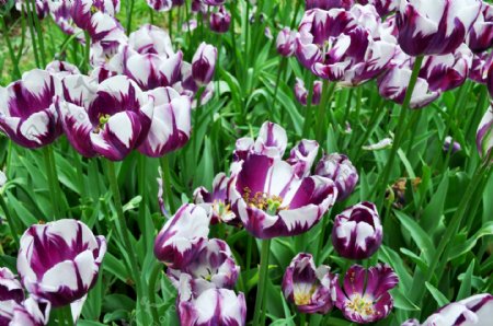 紫白色郁金香图片