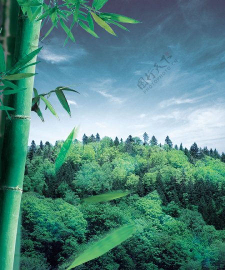 竹叶山林图片