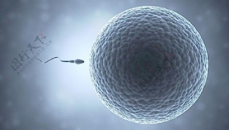 精子卵细胞图片