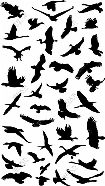 41飞行的鸟类剪影矢量图形