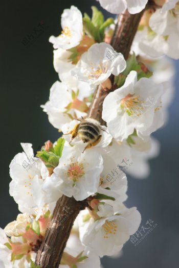 白色小花与蜜蜂图片