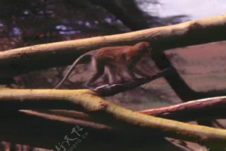 猴子活动视频频素材