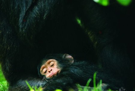 野生大黑猩猩与小黑猩猩