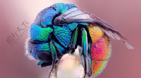 多彩绿蝇昆虫图片