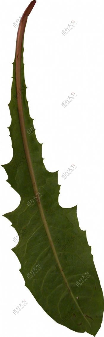 树叶植物3D材质贴图素材21