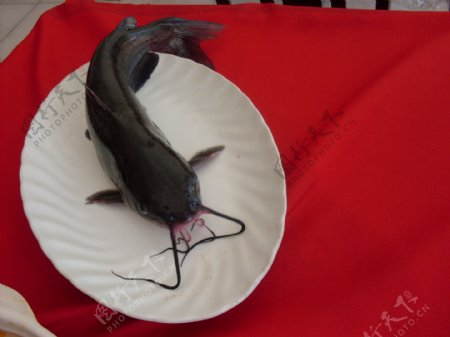 长江茴鱼图片