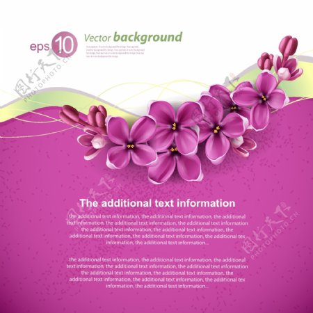 紫丁香花卡片矢量素材