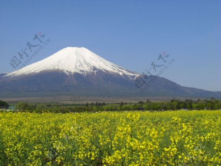 春季富士山图片
