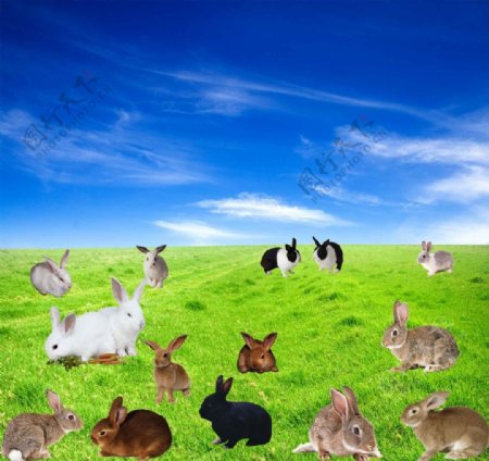蓝天草地兔子素材蓝天草地兔子