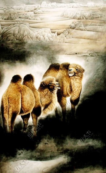 骆驼图图片