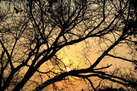 黄昏树剪影图片
