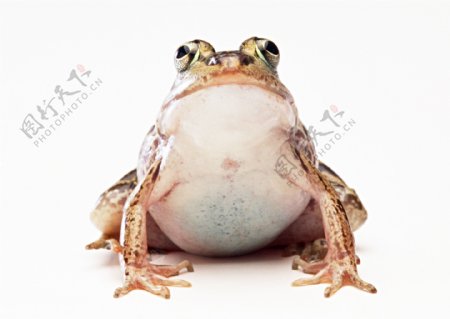 小动物青蛙动物世界蟾蜍