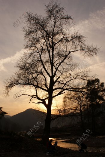 古树夕阳图片