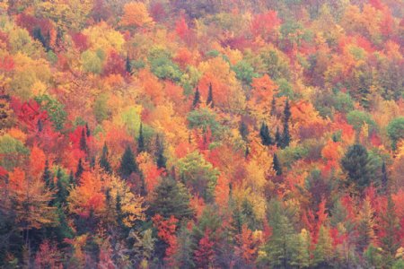 美丽的秋季风景红树林坝上风景