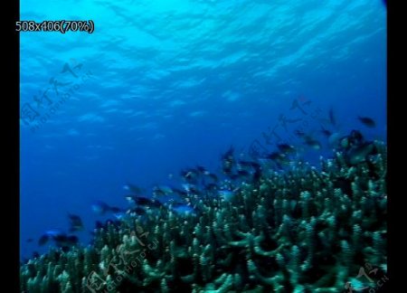 深海景观视频