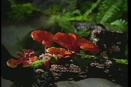 自然美景蘑菇视频素材