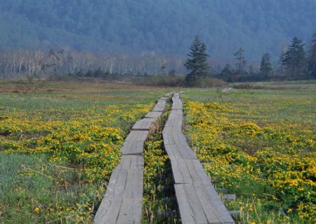 自然风景田园风景清新自然