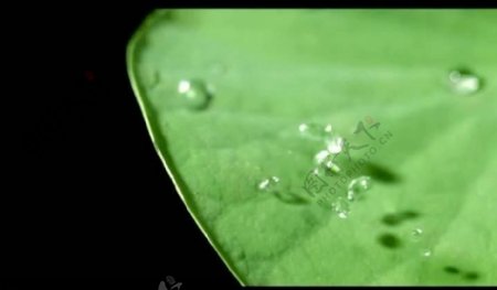 荷叶水滴视频素材图片
