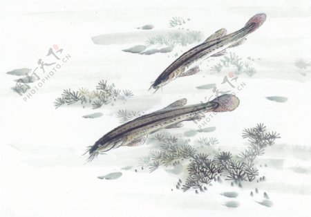 古图绘画动物鱼类生物