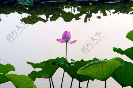 荷花北京紫竹院