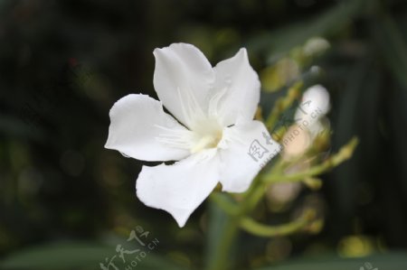 白色夹竹桃花图片