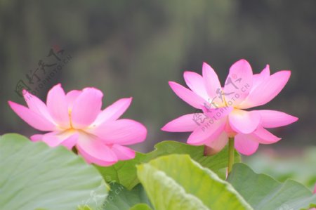 荷花荷叶