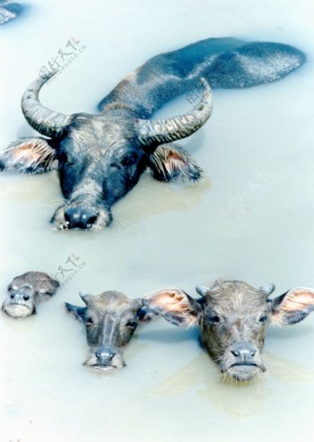 夏日水中的水牛