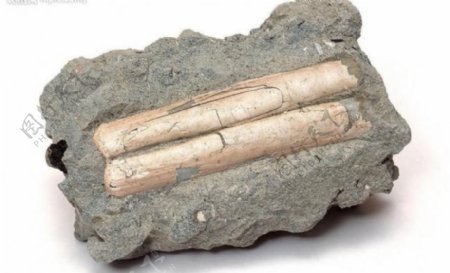 化石标本竹图片