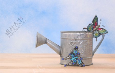 水壶蝴蝶图片