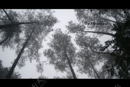 雨雾树木