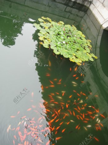 池塘锦鲤睡莲图片