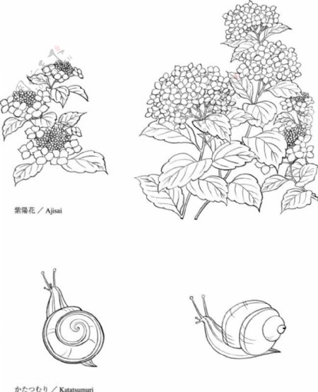 蜗牛绣球花线条插画