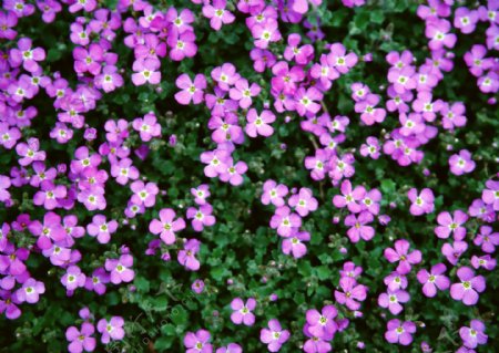 紫色花丛中
