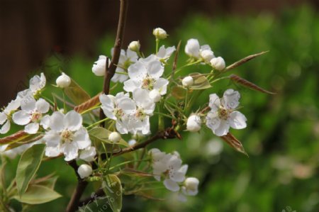 春天里的梨花图片
