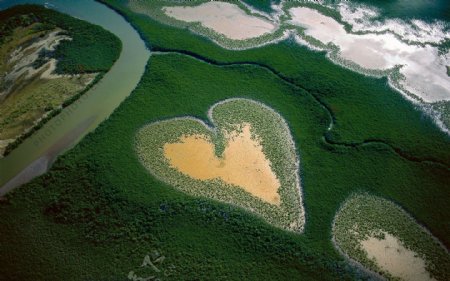 法属波利尼西亚的海滩红树林图片