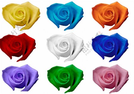 彩色玫瑰花朵