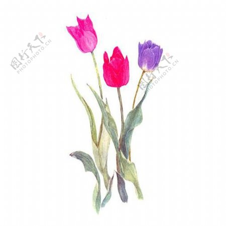位图植物写意花卉花朵郁金香免费素材