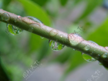 雨后树枝水滴图片