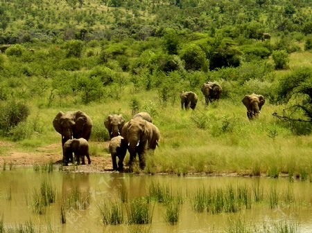 南非国家自然保护区野生象群