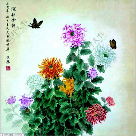 七色菊花图