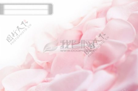 柔和的粉红玫瑰花花瓣图片素材