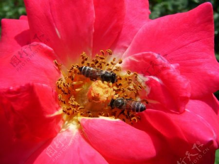 鲜花和小蜜蜂图片