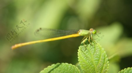 叶上的绿蜻蜓图片